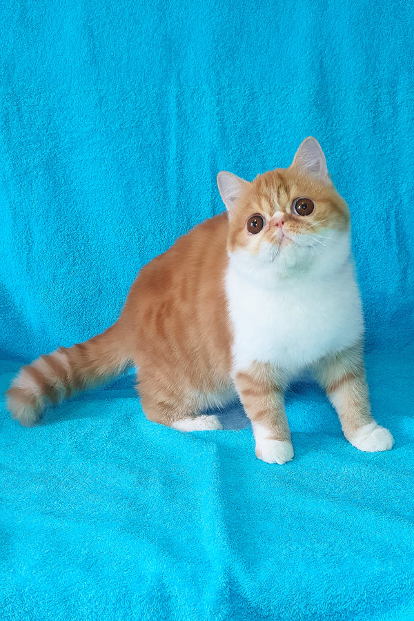 Baron | Exotic Shorthair Kitten