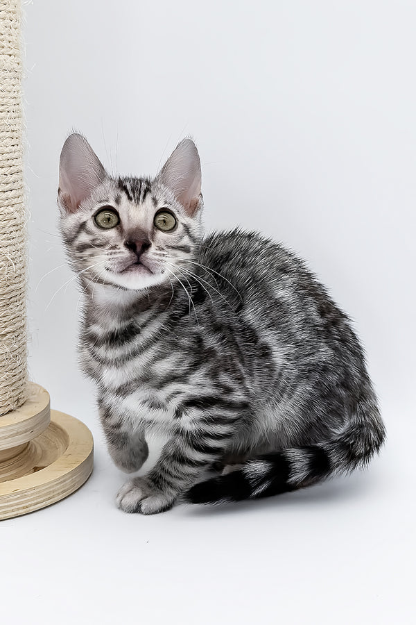 Bartacus | Bengal Kitten