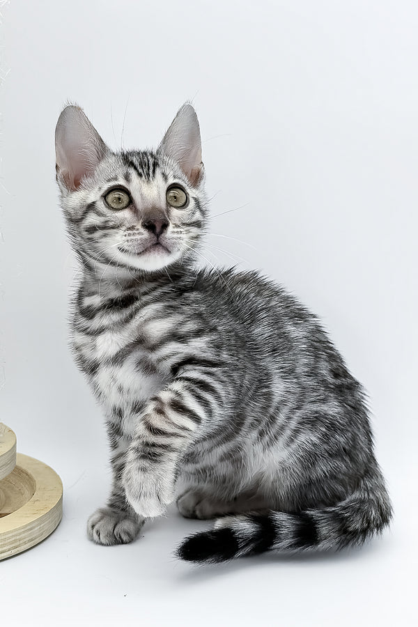 Bartacus | Bengal Kitten