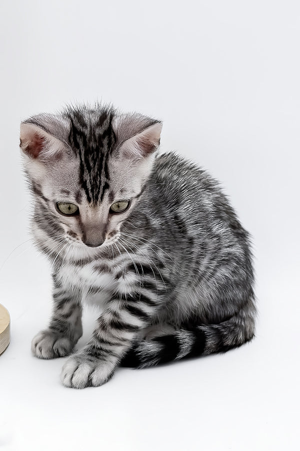 Bartacus | Bengal Kitten