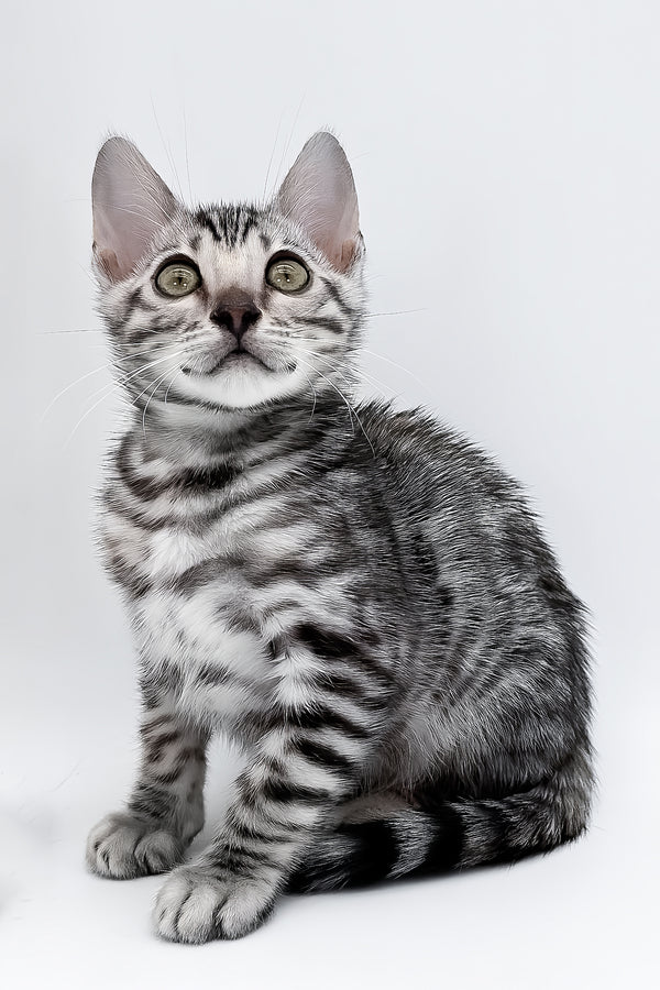 Bartacus | Bengal Kitten