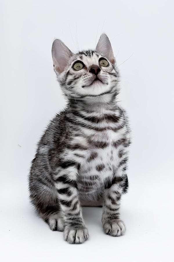 Bartacus | Bengal Kitten