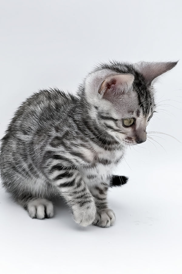 Bartacus | Bengal Kitten