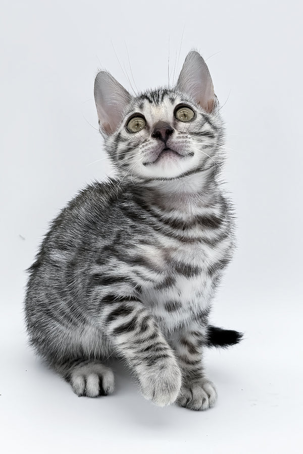 Bartacus | Bengal Kitten