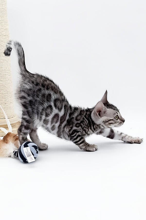 Bartacus | Bengal Kitten