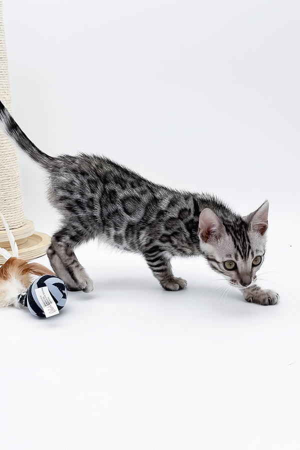 Bartacus | Bengal Kitten