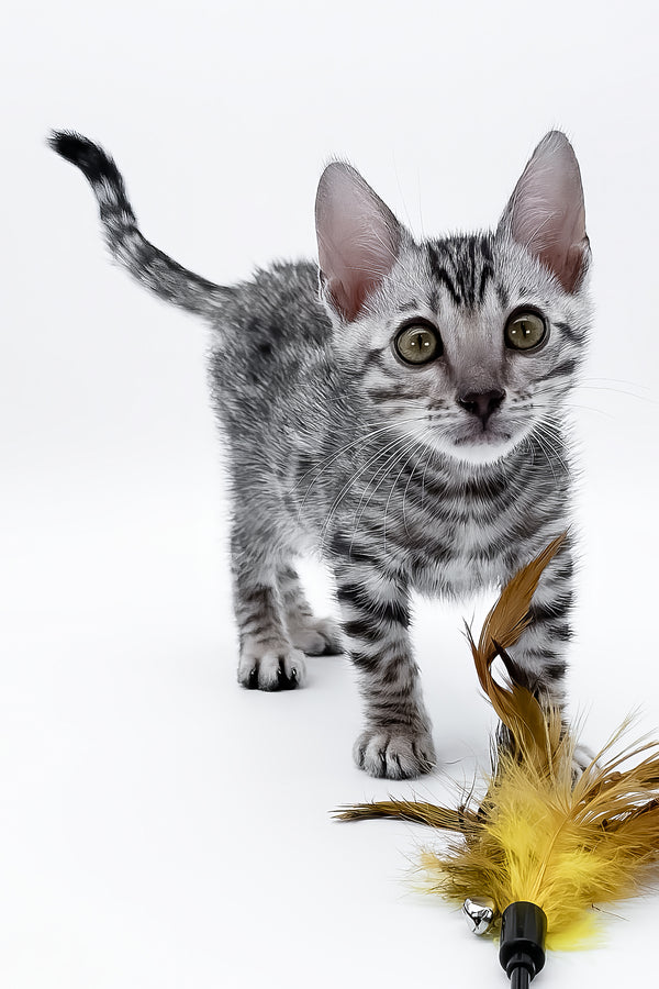 Bartacus | Bengal Kitten