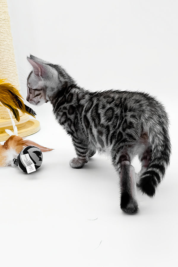 Bartacus | Bengal Kitten