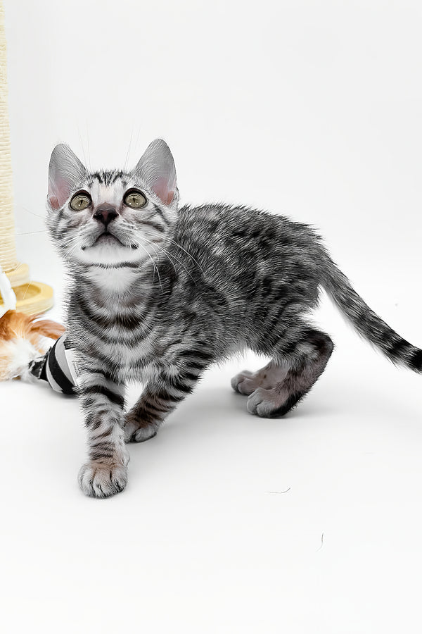 Bartacus | Bengal Kitten