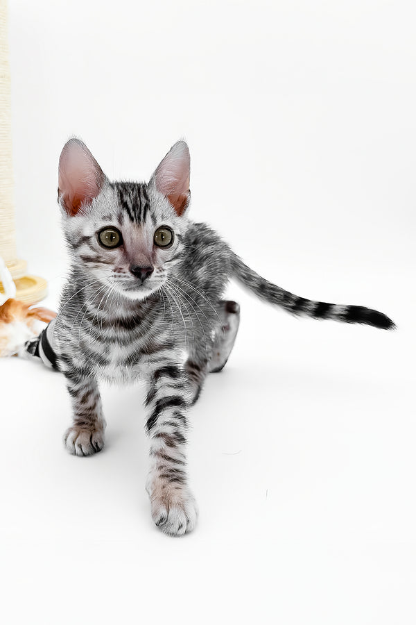 Bartacus | Bengal Kitten