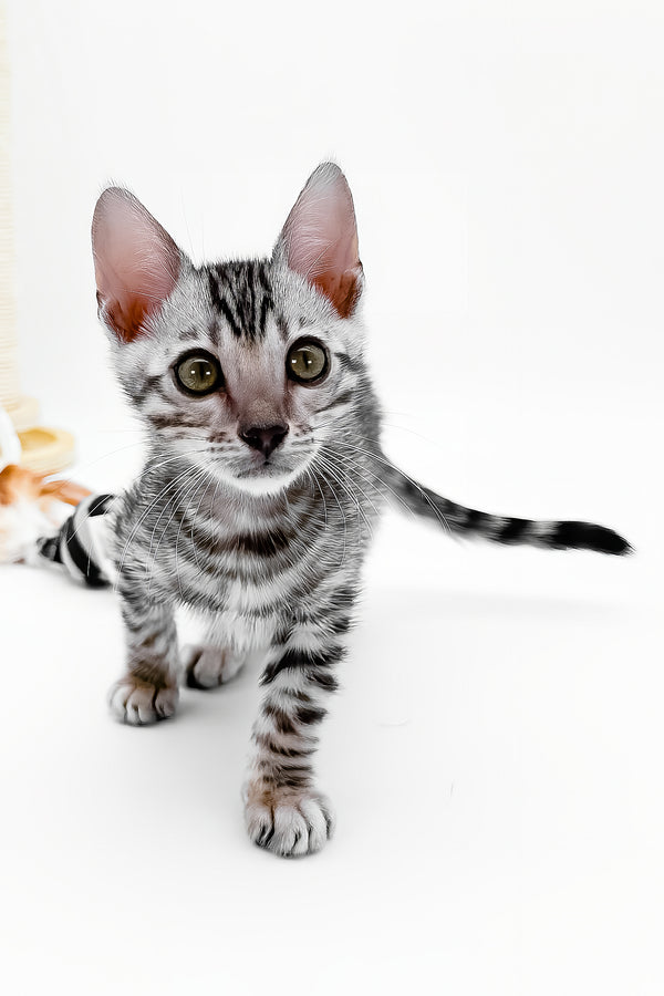 Bartacus | Bengal Kitten