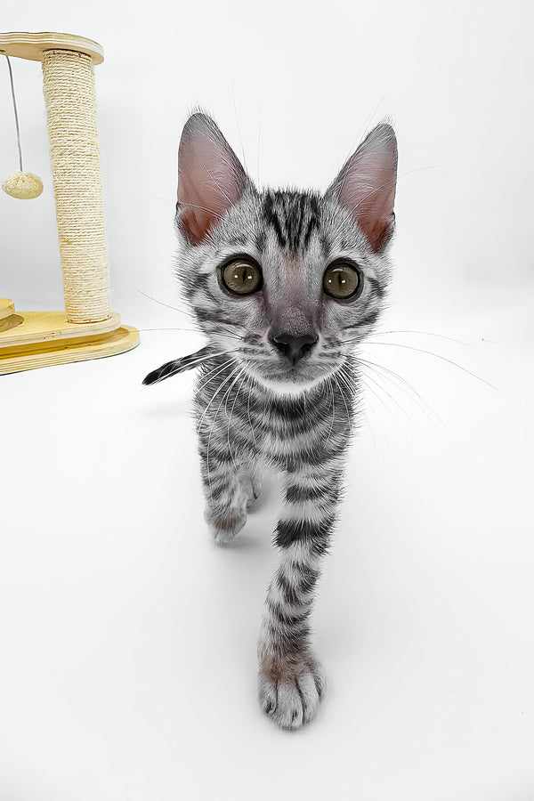 Bartacus | Bengal Kitten