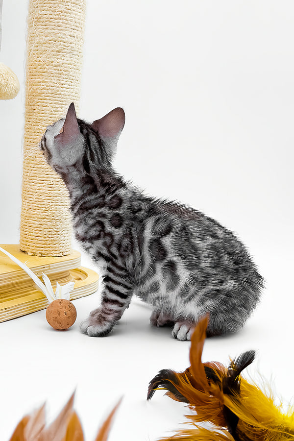 Bartacus | Bengal Kitten