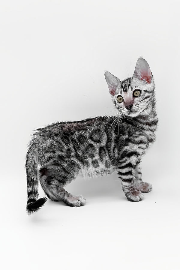 Bartacus | Bengal Kitten