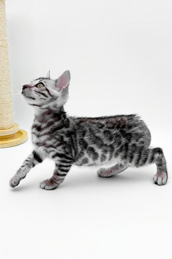 Bartacus | Bengal Kitten