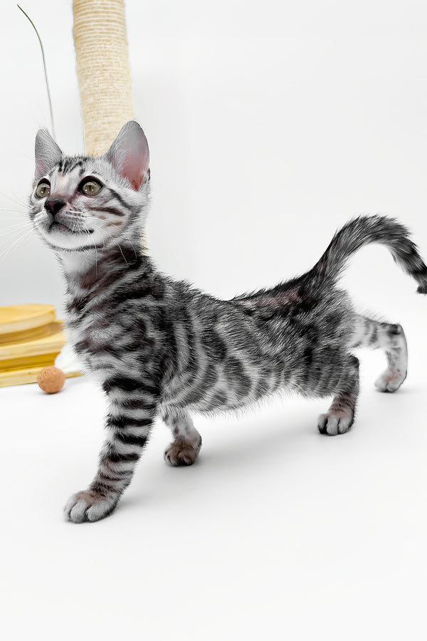 Bartacus | Bengal Kitten