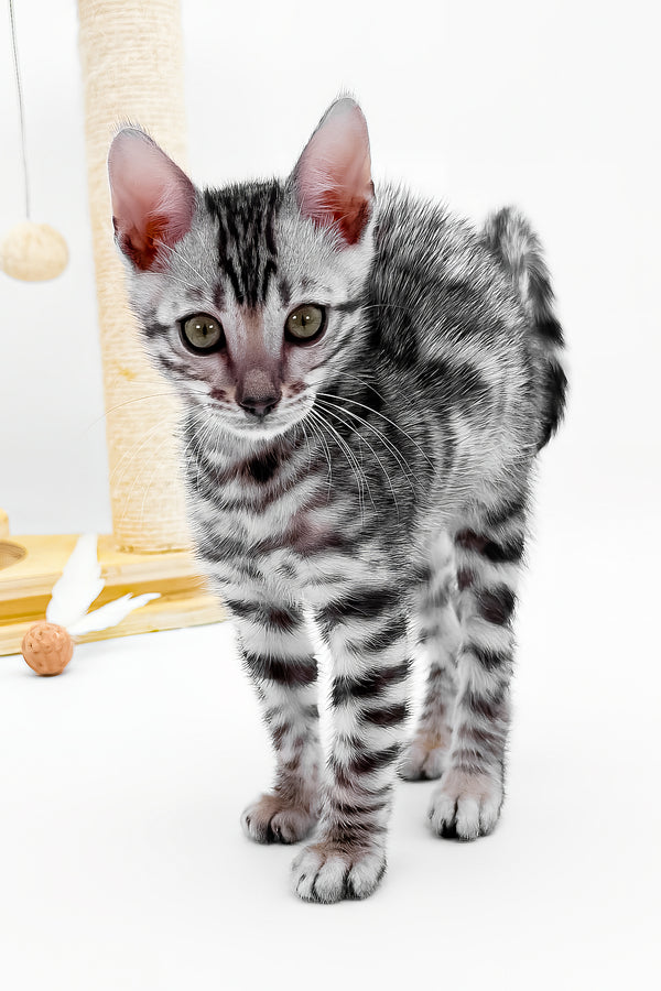 Bartacus | Bengal Kitten