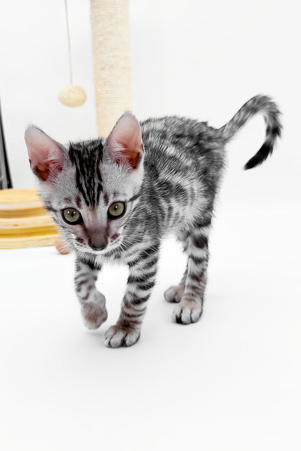 Bartacus | Bengal Kitten