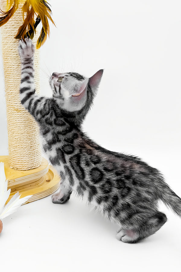 Bartacus | Bengal Kitten