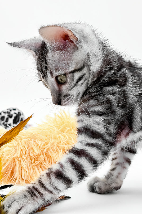 Bartacus | Bengal Kitten