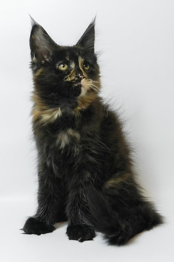 Bastet | Maine Coon Kitten