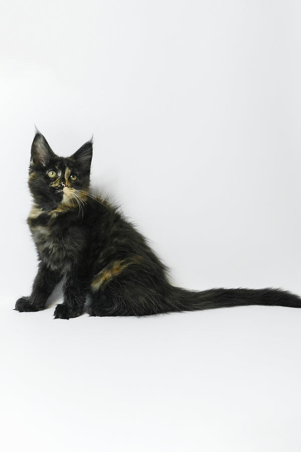Bastet | Maine Coon Kitten
