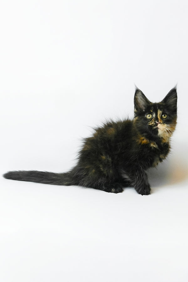 Bastet | Maine Coon Kitten