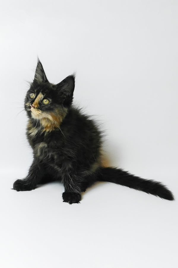 Bastet | Maine Coon Kitten