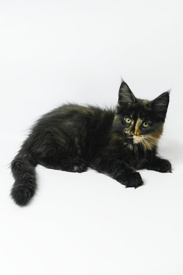Bastet | Maine Coon Kitten