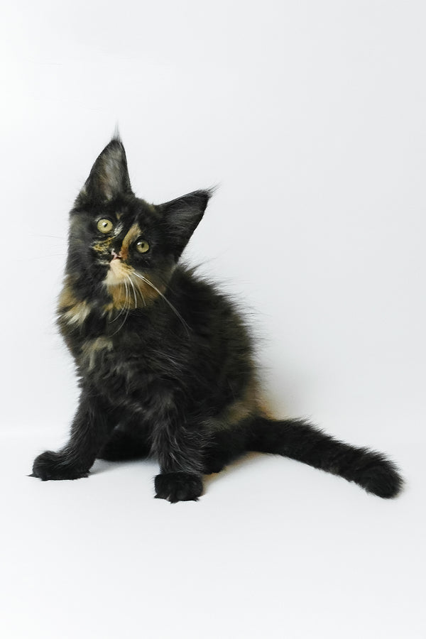 Bastet | Maine Coon Kitten