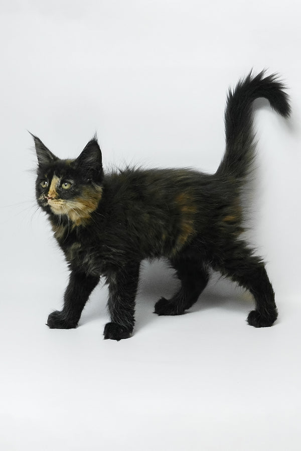Bastet | Maine Coon Kitten