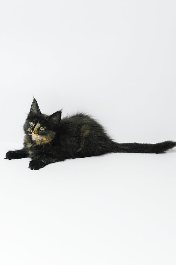 Bastet | Maine Coon Kitten