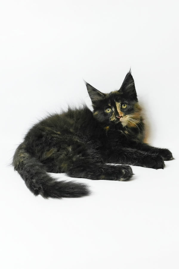 Bastet | Maine Coon Kitten