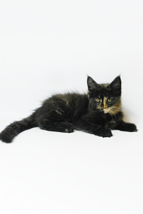 Bastet | Maine Coon Kitten