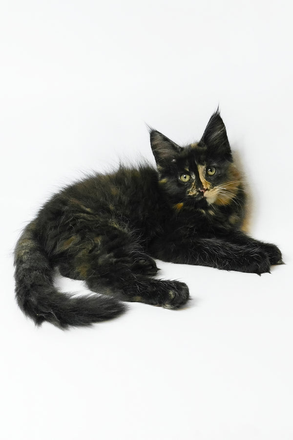 Bastet | Maine Coon Kitten