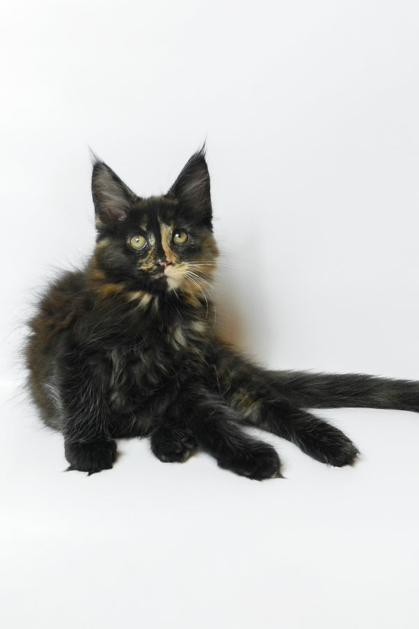 Bastet | Maine Coon Kitten