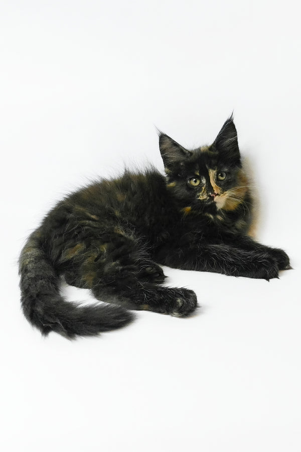 Bastet | Maine Coon Kitten