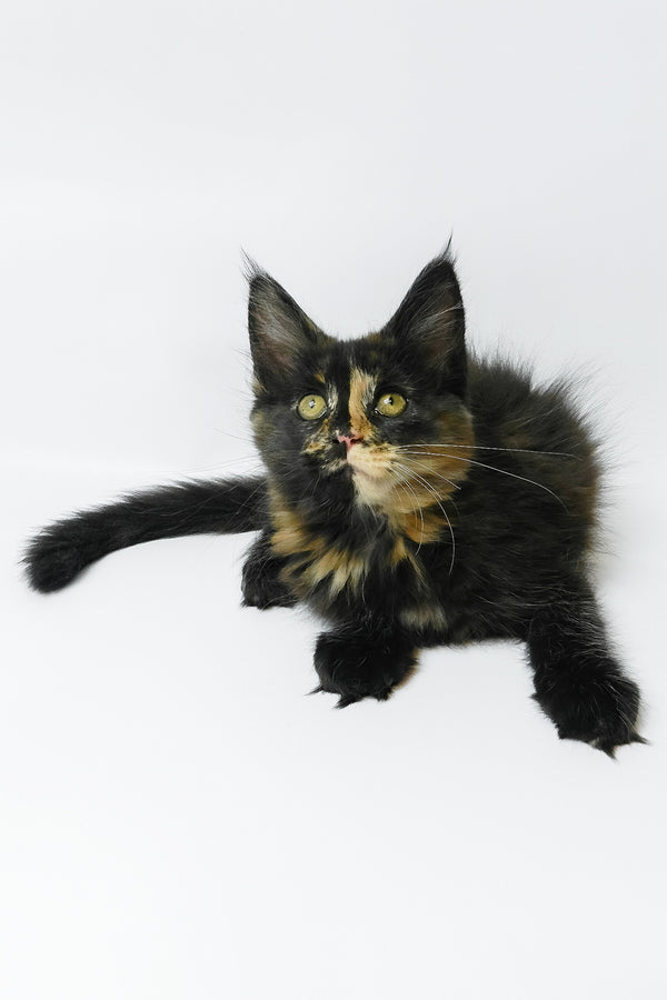 Bastet | Maine Coon Kitten