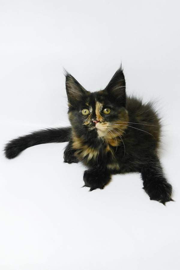 Bastet | Maine Coon Kitten