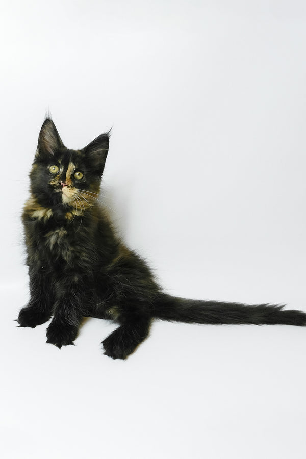 Bastet | Maine Coon Kitten