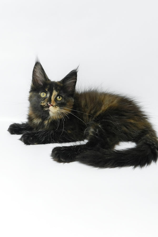 Bastet | Maine Coon Kitten