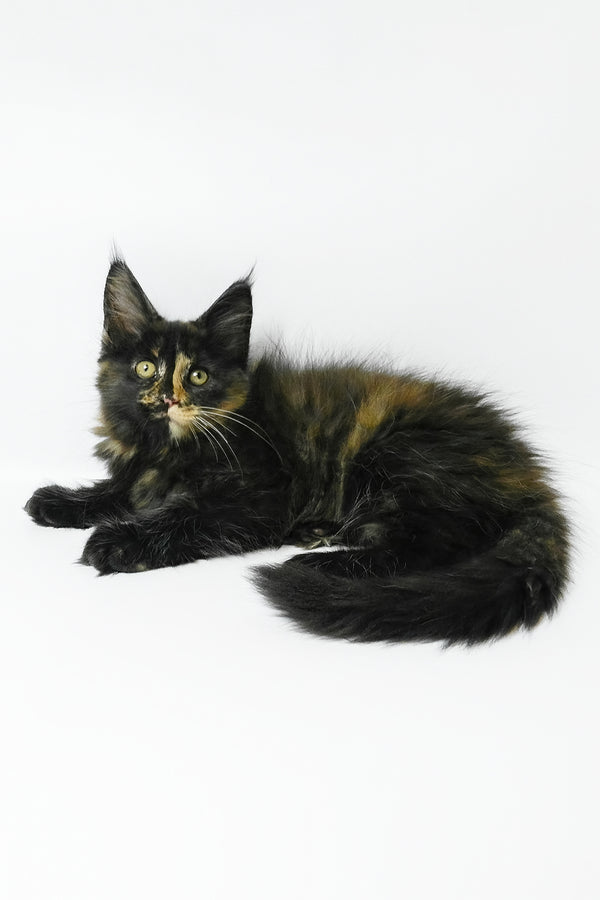 Bastet | Maine Coon Kitten