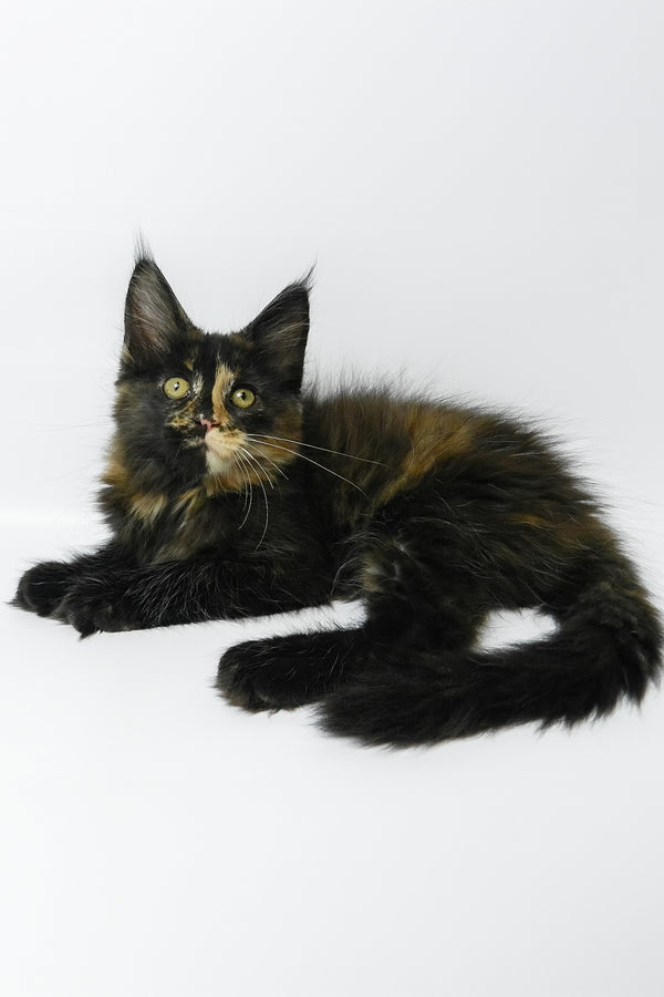Bastet | Maine Coon Kitten