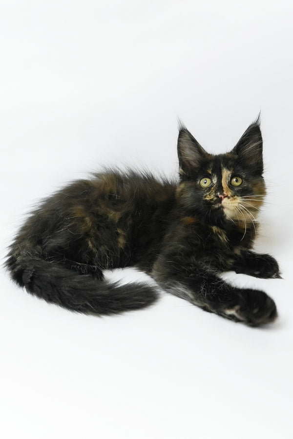 Bastet | Maine Coon Kitten