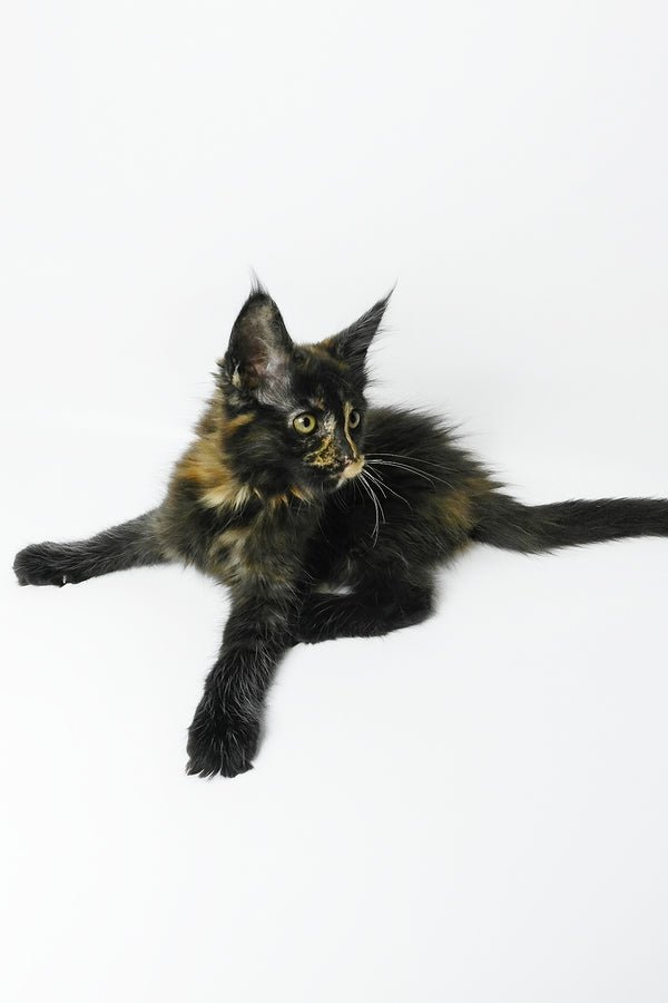 Bastet | Maine Coon Kitten