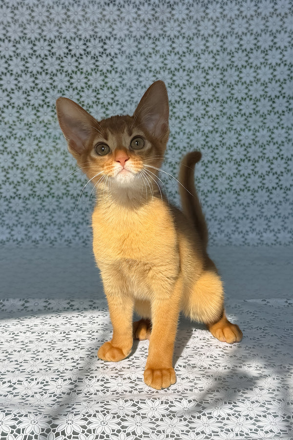 Bastet | Abyssinian Kitten