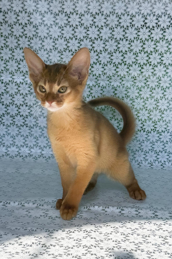 Bastet | Abyssinian Kitten