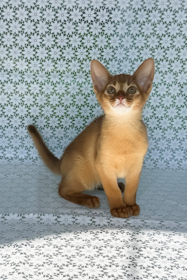 Bastet | Abyssinian Kitten