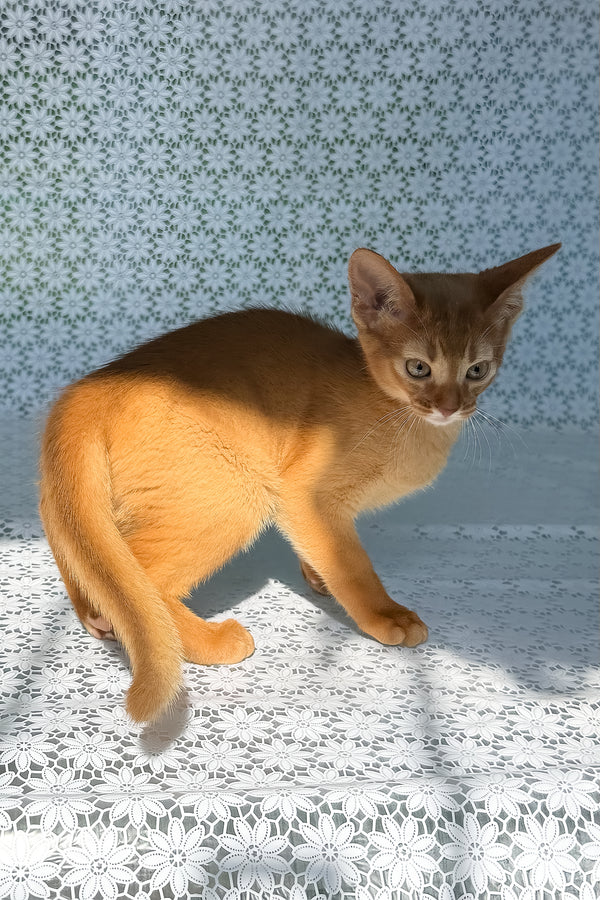 Bastet | Abyssinian Kitten