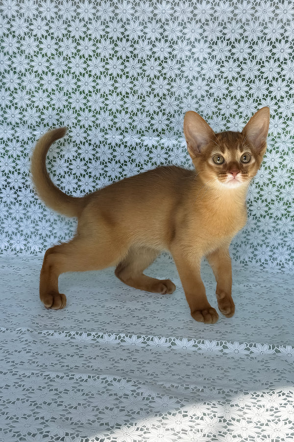 Bastet | Abyssinian Kitten
